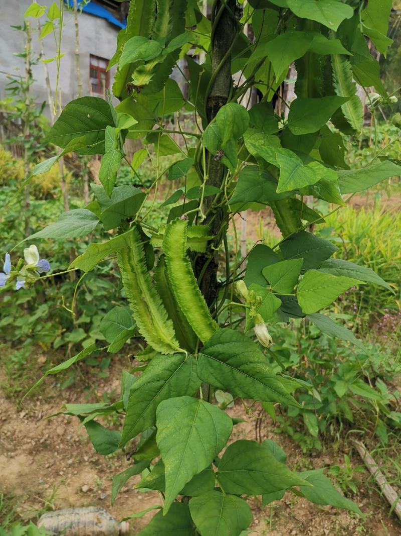 四棱豆种子四角豆皇帝豆香龙豆搭架作物高产春秋种植