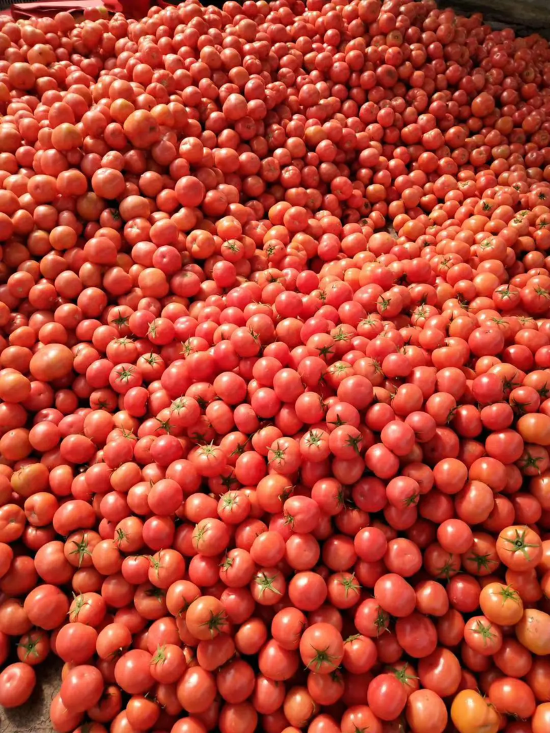 【精】山东硬粉西红柿品质保证基地直发货源充足