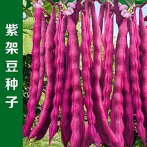 紫玉架豆种子种子摘不败豆角种籽紫色无纤维架豆籽