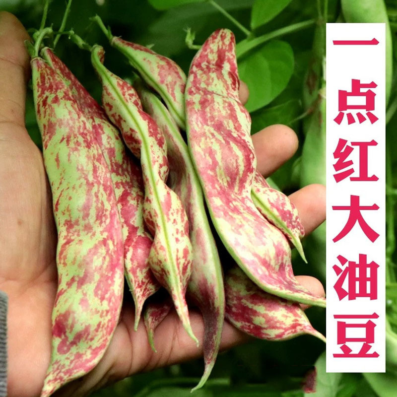 油豆种子架豆籽中早熟豆角无筋豆籽油豆角新鲜开锅烂面豆角