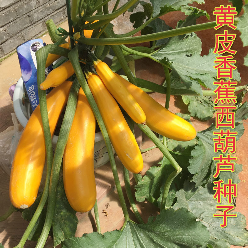 香蕉西葫芦种子黄皮西葫芦短蔓冠西葫水果金黄可生食耐热
