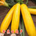 香蕉西葫芦种子黄皮西葫芦短蔓矮生型水果型金黄可生食耐热
