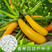 香蕉西葫芦种子黄皮西葫芦短蔓矮生型水果型金黄可生食耐热
