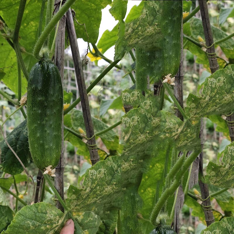 水果黄瓜种子全雌结果多旱黄瓜大刺溜节节有瓜清香爽口