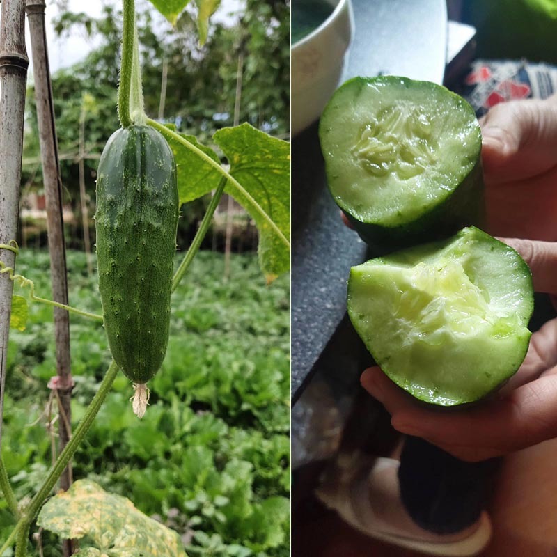 水果黄瓜种子全雌结果多旱黄瓜大刺溜节节有瓜清香爽口