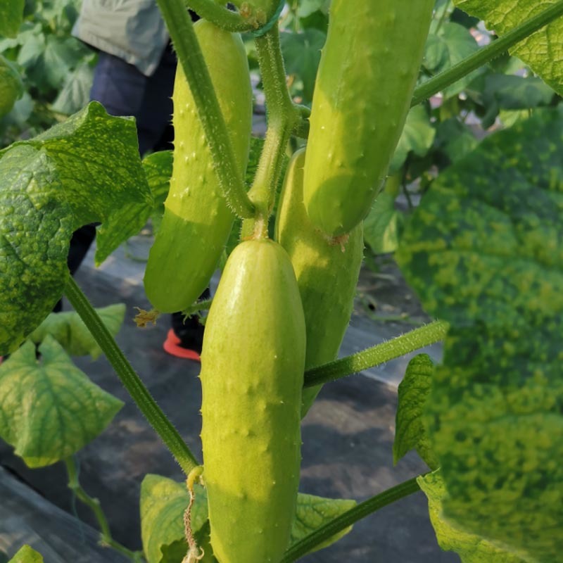 上栗白黄瓜种子水果黄瓜早熟杂交水果型夏秋冬季大田