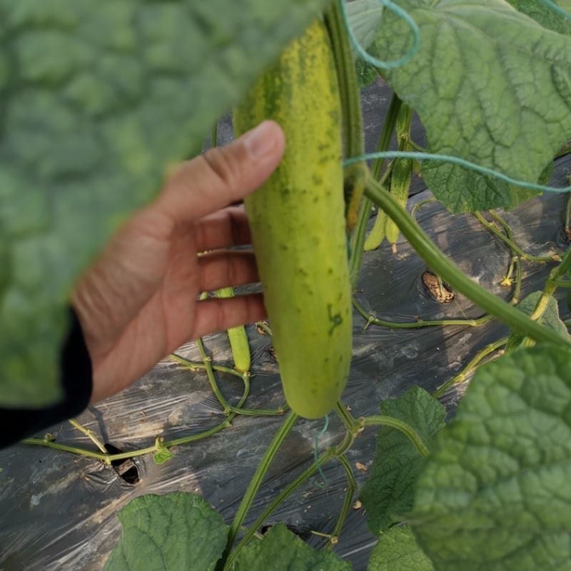 上栗白黄瓜种子水果黄瓜早熟杂交水果型夏秋冬季大田