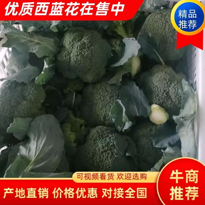 精品西兰花湖北货鲜货走车供应各大商超，批发商欢迎订购