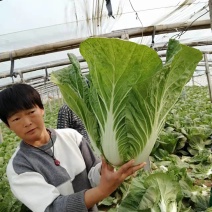 精品冷棚大白菜产地直销品质保证