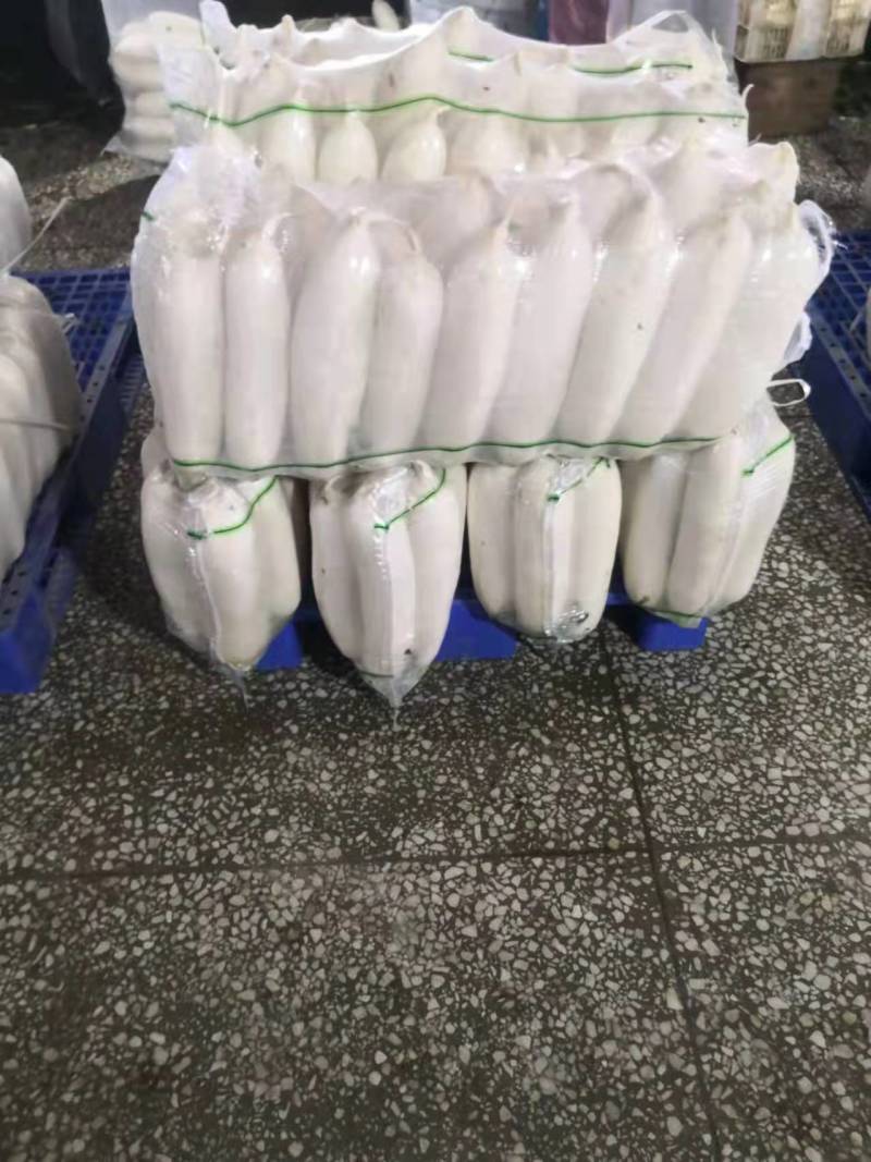 精品白萝卜大量上市了品质保证欢迎选购