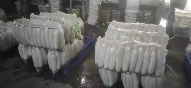 精品白萝卜大量上市了品质保证欢迎选购
