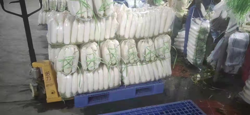 精品白萝卜大量上市了品质保证欢迎选购