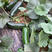 黑皮酥菜瓜种子八棱脆瓜种子老品种菜瓜籽四季种植蔬菜架种植
