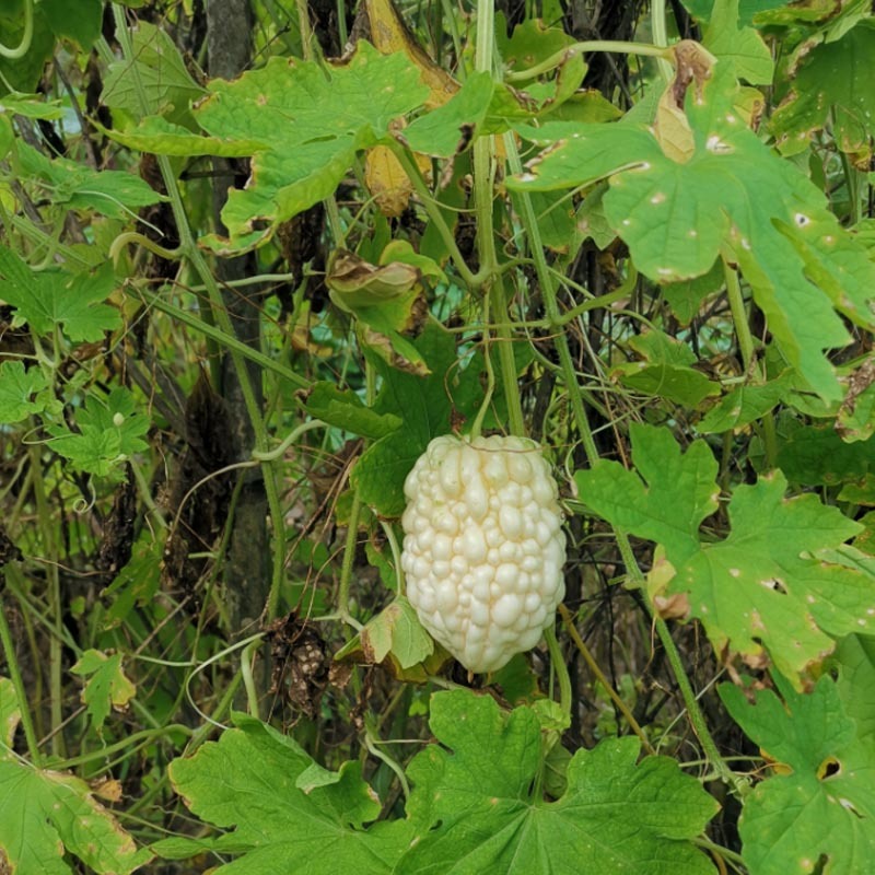 台湾苹果苦瓜种子生吃早熟水果白玉特大春季栽四季蔬菜孑基地