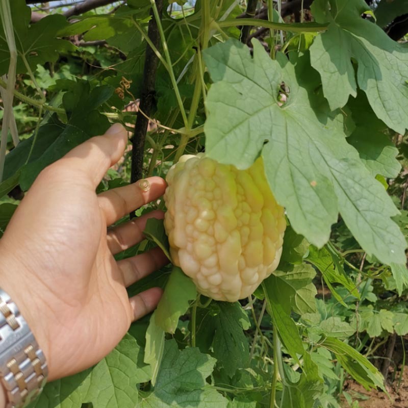 台湾苹果苦瓜种子生吃早熟水果白玉特大春季栽四季蔬菜孑基地