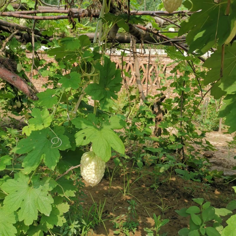 台湾苹果苦瓜种子生吃早熟水果白玉特大春季栽四季蔬菜孑基地