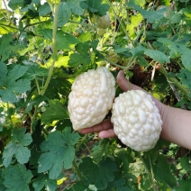 台湾苹果苦瓜种子生吃早熟水果白玉特大春季栽四季蔬菜孑基地