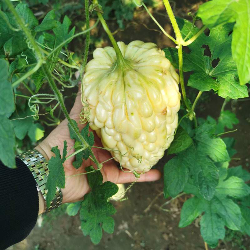 台湾苹果苦瓜种子生吃早熟水果白玉特大春季栽四季蔬菜孑基地