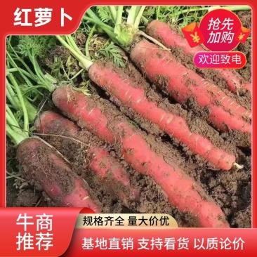 【精品】四川简阳红萝卜产地直发一手货源货量充足欢迎采购