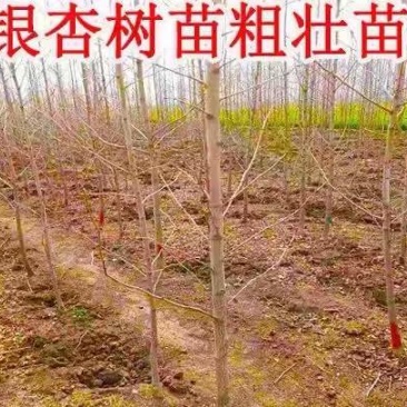 银杏树苗银杏树苗批发银杏树苗便宜卖欢迎咨询
