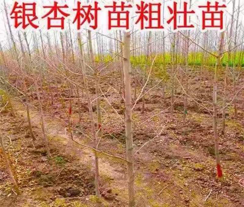 银杏树苗银杏树苗批发银杏树苗便宜卖欢迎咨询