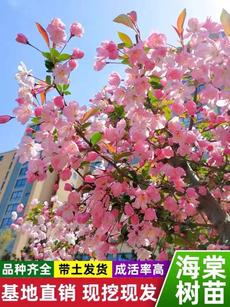 湖北海棠苗三匹罐野山茶高山野红茶