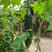 黑苦瓜种子墨绿疙瘩绿苦瓜水果黑苦瓜种籽高特色蔬菜种子