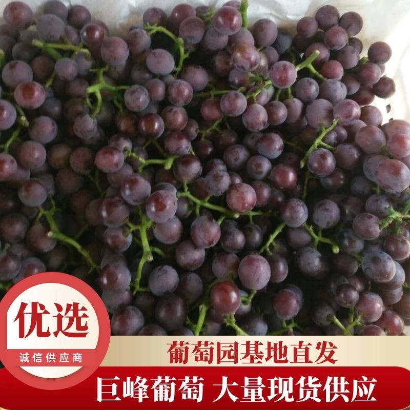 巨峰葡萄大量有货葡萄园直产欢迎来电咨询