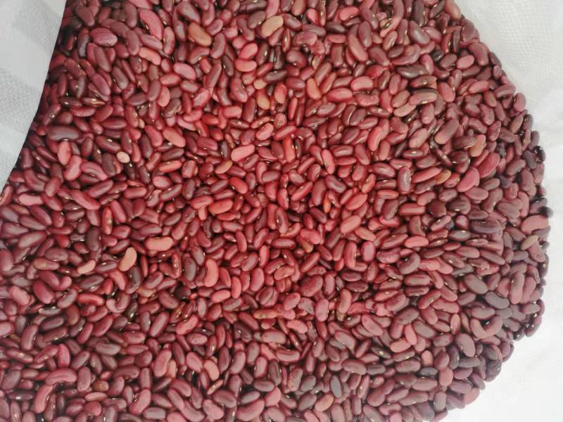 云南农家新货红芸豆红糯豆豆新货，无霉豆，可电话联系订货