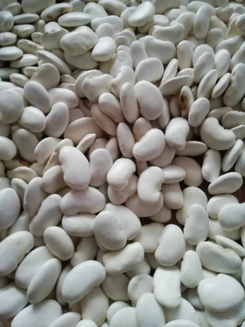 云南精品白芸豆新货，产地直销，保质保量货源稳定供应全国