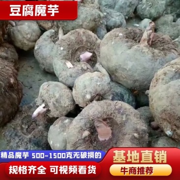 花魔芋豆腐魔芋500克到1500克无破损的，供应全国