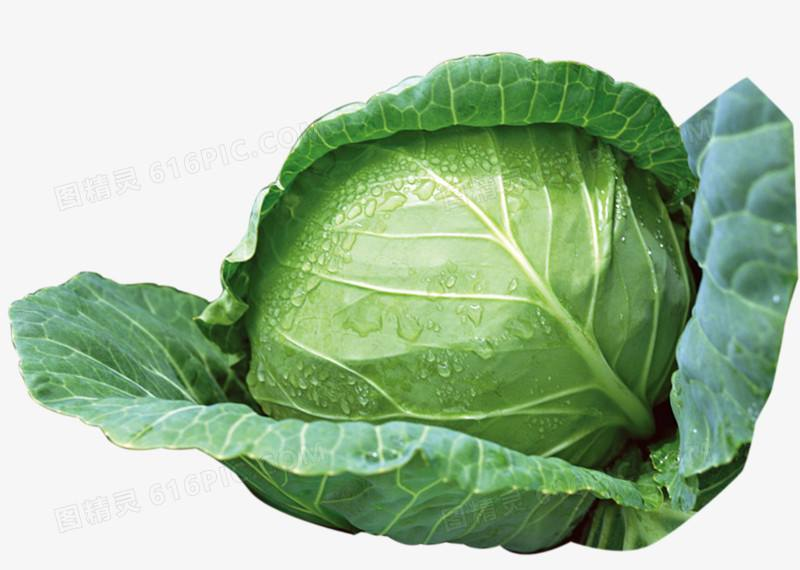 精品甘蓝圆包菜莲花，产地直发，现摘现发，货源充足