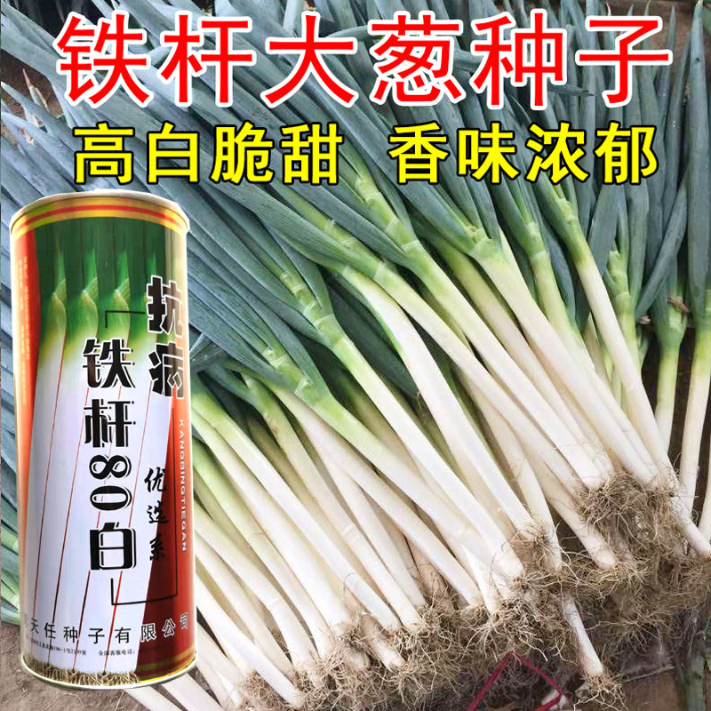 铁杆大葱种子80公分葱白大葱种籽良种章丘大葱种子抗病抗倒