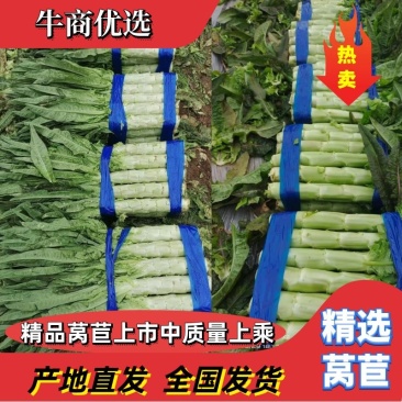 【热销中】优质莴苣，货源充足，欢迎新老客户前来洽谈。
