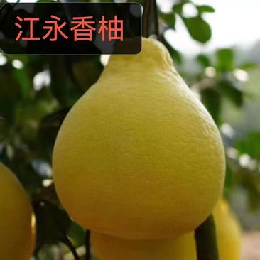 【柚子】正宗江永老树柚子，高糖度（品质保证产地一手货源