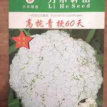 高抗青梗60-80天小米粒台湾力禾种苗有机花菜种子松花菜