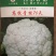 高抗青梗60-80天小米粒台湾力禾种苗有机花菜种子松花菜