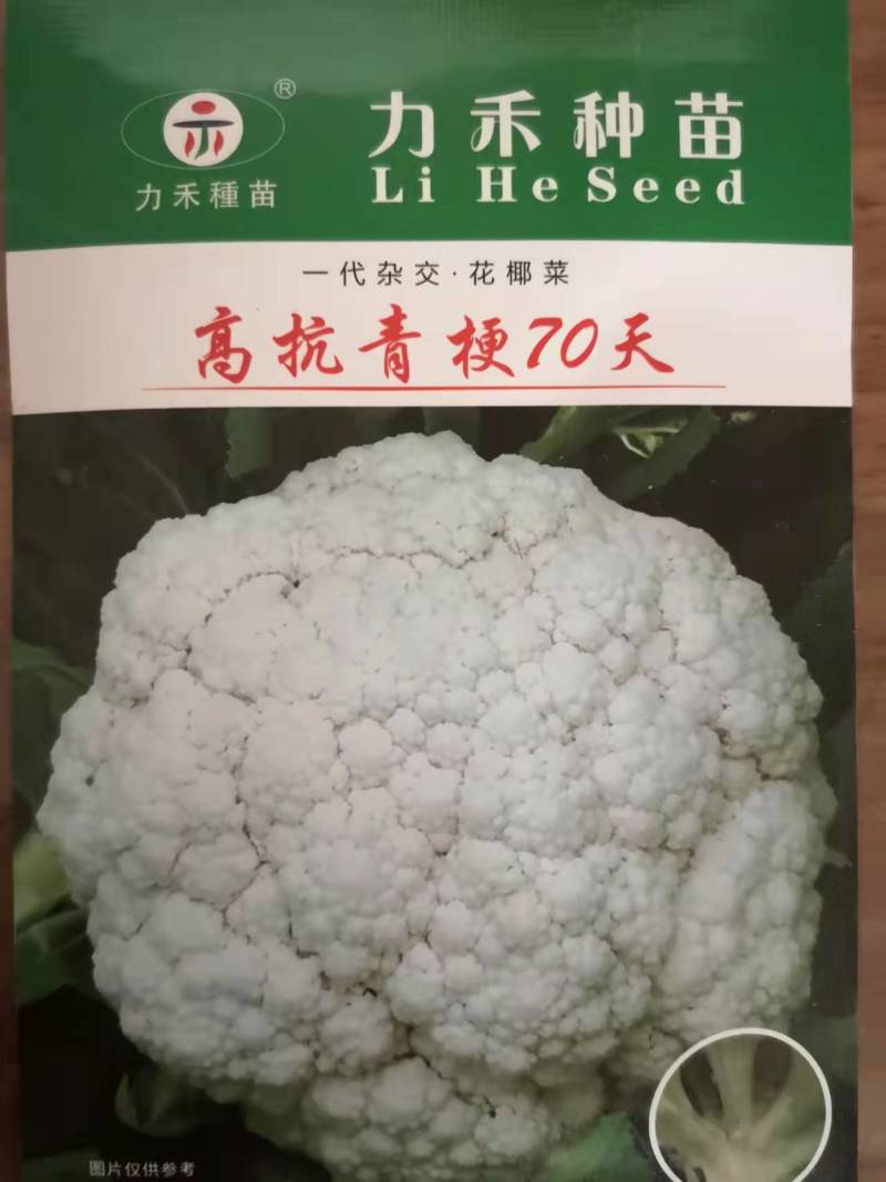 高抗青梗60-80天小米粒台湾力禾种苗有机花菜种子松花菜