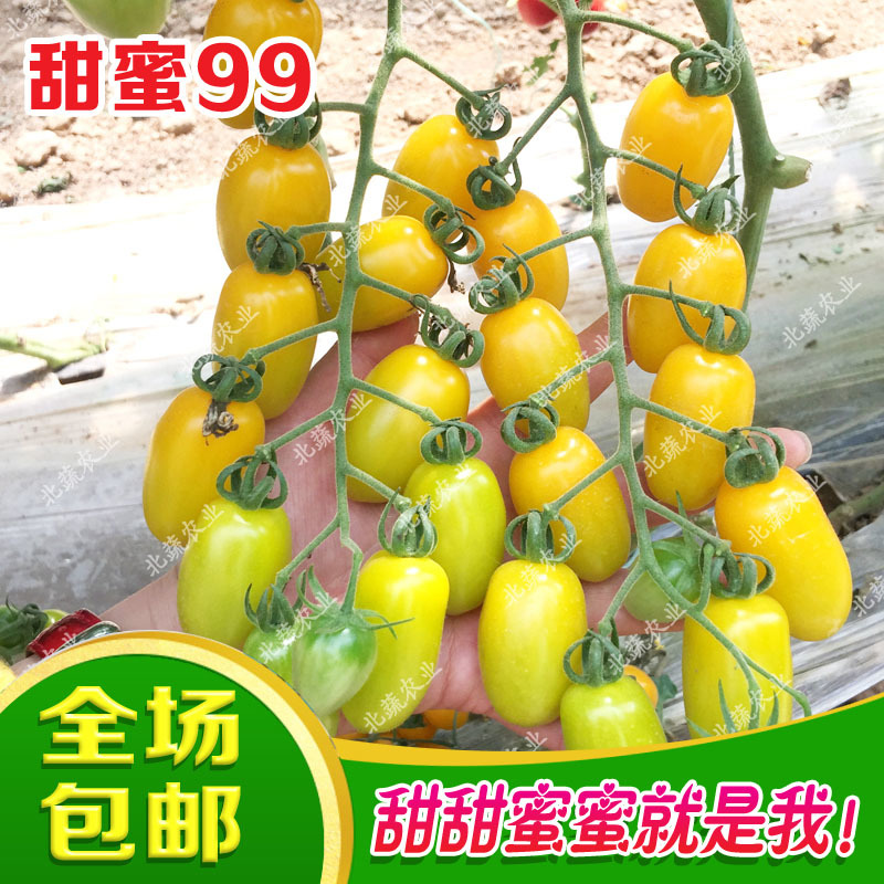 花生番茄种子超甜圣女果种籽黄色小番茄种籽甜蜜99小柿子籽