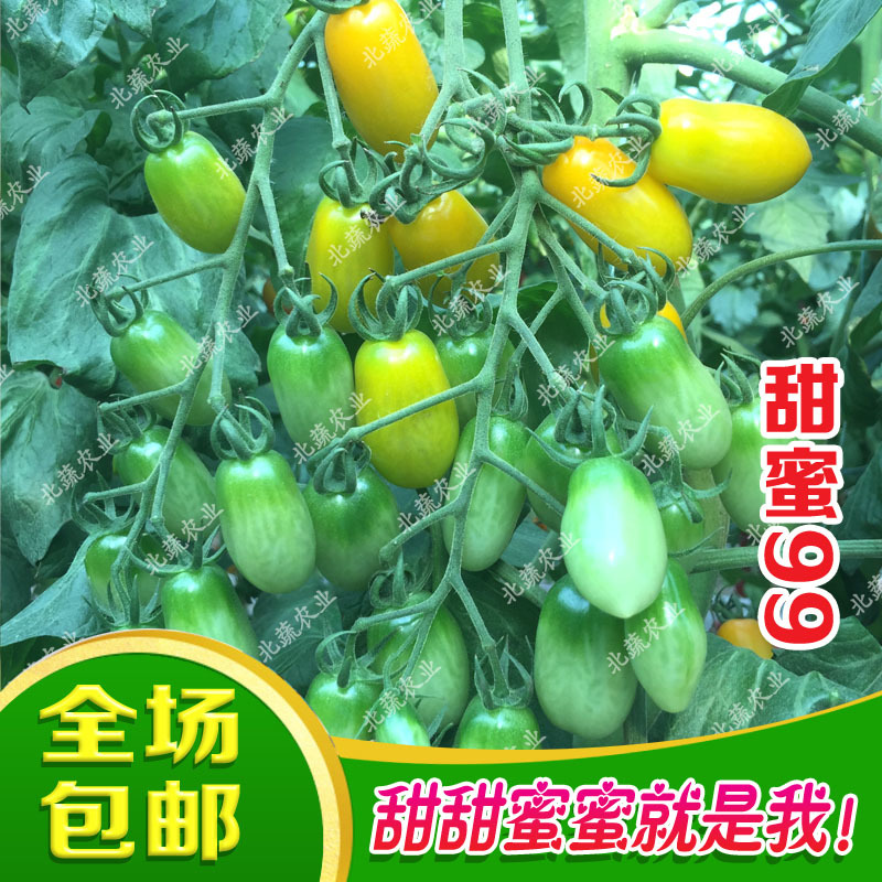 花生番茄种子超甜圣女果种籽黄色小番茄种籽甜蜜99小柿子籽