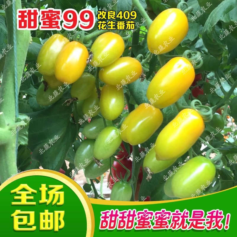花生番茄种子超甜圣女果种籽黄色小番茄种籽甜蜜99小柿子籽