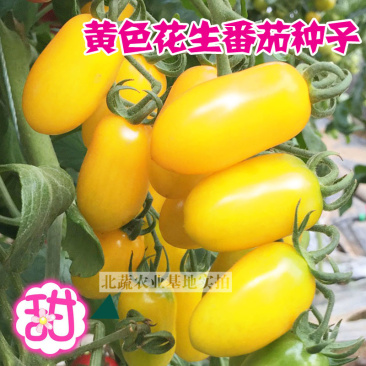 花生番茄种子超甜圣女果种籽黄色小番茄种籽甜蜜99小柿子籽
