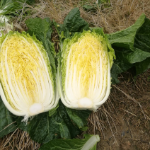白菜，湖北精品黄心大白菜，现砍现发无虫眼质量保证产地直发
