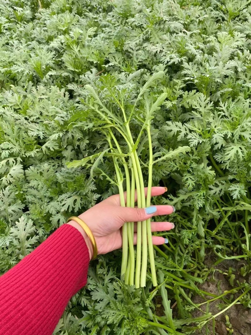 精品茼蒿，茼蒿菜大量处理，赶集零卖，商超，批发，