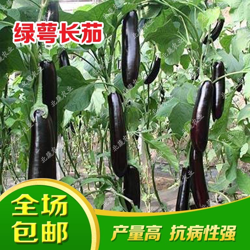 茄子种子绿萼长茄种籽大果好吃布利塔茄子种烧烤茄子