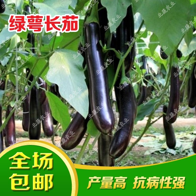 茄子种子绿萼长茄种籽大果好吃布利塔茄子种烧烤茄子