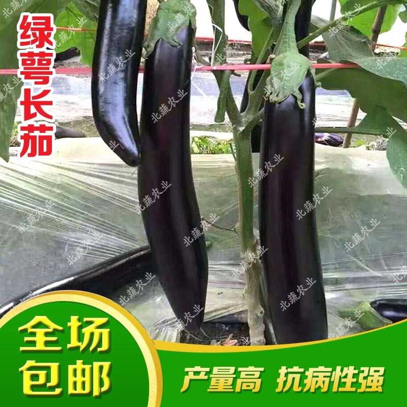茄子种子绿萼长茄种籽大果好吃布利塔茄子种烧烤茄子