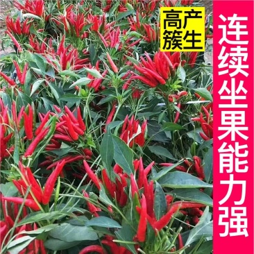【辣椒苗】正宗朝天椒苗米椒苗一手货源包技术包售后