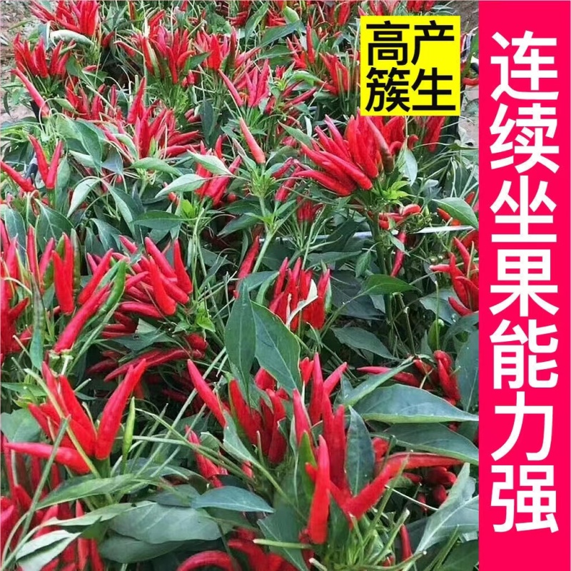 【辣椒苗】正宗朝天椒苗米椒苗一手货源包技术包售后