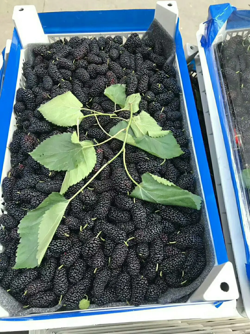 广东精品桑葚，果农精心打包装车发货，保质保量，稳定供货
